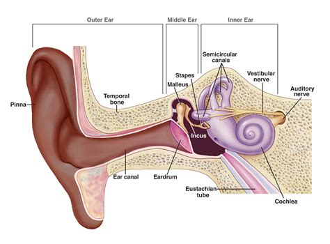 تطبيق My Ear Anatomy لعرض تشريح الأذن الخارجية - doctor