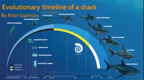 Shark-Evolutionary timeline by Brian Espinoza on Prezi