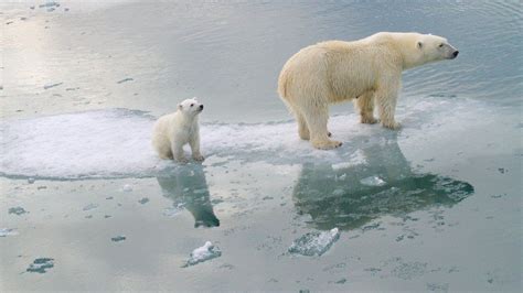 Climate change: Polar bears could be lost by 2100 - BBC News