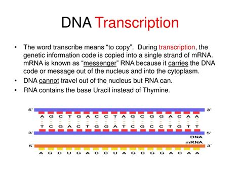 PPT - DNA Transcription & Translation PowerPoint Presentation, free ...