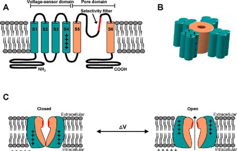 General architecture of a voltage-gated ion channel. (A) Each subunit ...