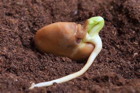 Seed Starting Essentials: How to Germinate Difficult Seed — The Coeur d ...