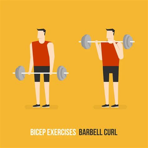 beautiful design info graphic of arm workoutbiceps and triceps consist ...