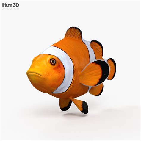 Clownfish 3D model - Download Fish on 3DModels.org