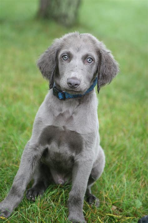 Baby long hair Weim | Weimaraner puppies, Dog love, Weimaraner dogs