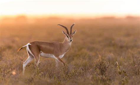 Grant’s Gazelle: Habitat, Diet & Unexpected Resourcefulness