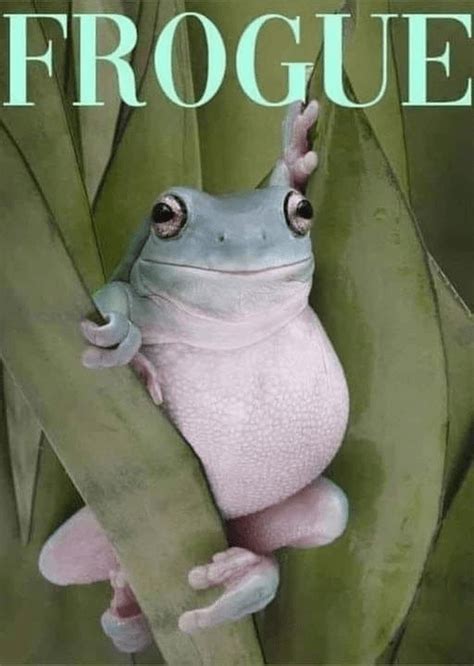 Funny Frog Memes Full of Ribbit-Worthy Jokes - Funny Pin