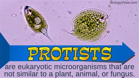 Types of Protists - Biology Wise