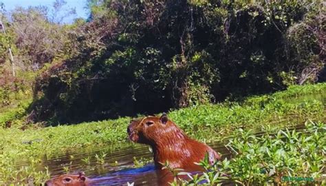 Capybara Mating & Reproduction