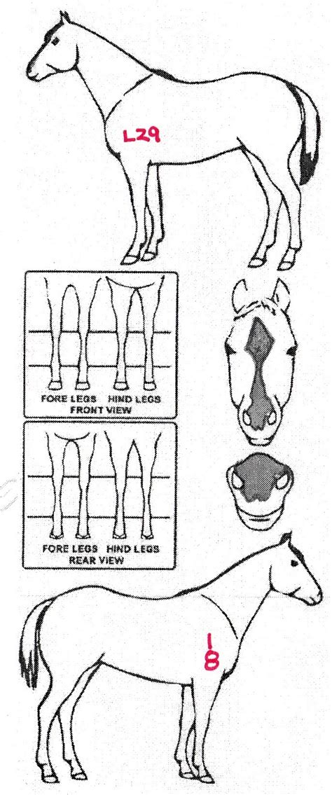 iCompete - Animal Details