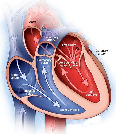 Heart Diagram With Valves