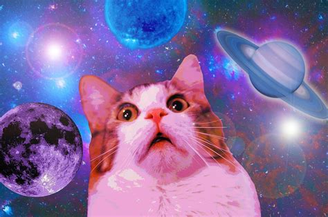 Cat Meme Wallpapers - Wallpaper Cave