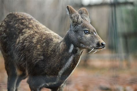 5 rare animals you find only in #Siberia #Russia #wildlife