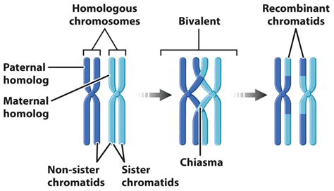 Meiosis - Page 3 of 4 - QCE Biology Revision