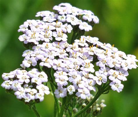 Yarrow White Achillea Millefolium Seeds