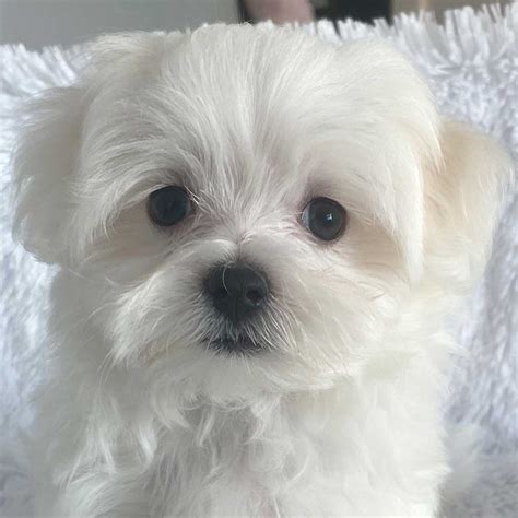 Maltese Puppy for Sale - Heavenly Puppies