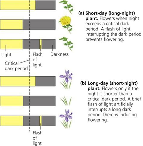 botany - Photoperiodism: Short-Day Plants - Biology Stack Exchange