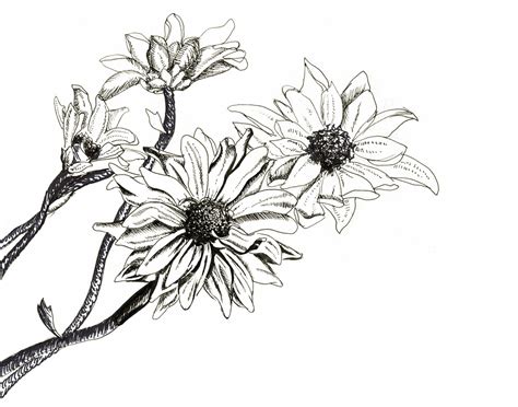 Flowers Pencil Drawing at GetDrawings | Free download