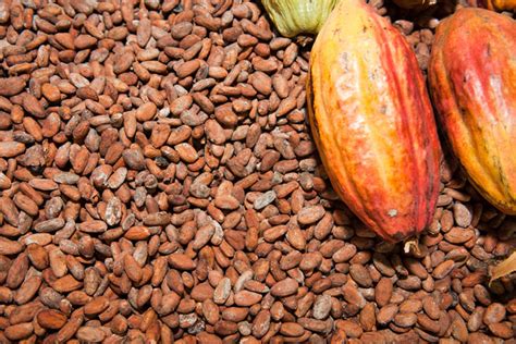 Cocoa-Beans-and-Fruit-7501511.jpg - Learn About Nature