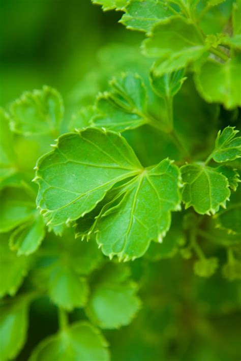 Free photo "Beautiful Green Leaves"