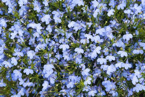 Zed Dialogue: Light Blue Flowers Meaning : 12 Types Of Garden Plants ...