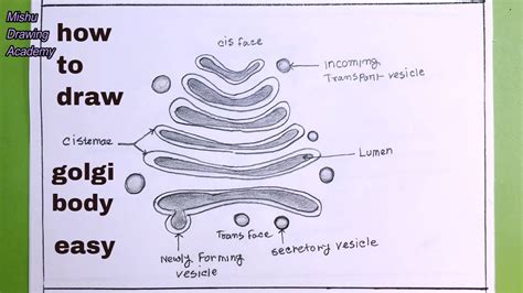 How TO Draw golgi body easy/golgi apparatus drawing easy - YouTube