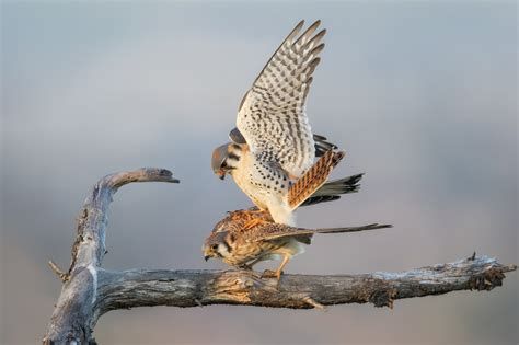 AMERICAN KESTREL