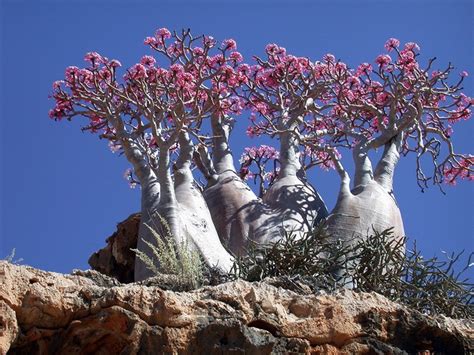 Socotra: The Island of Strange Plants | Amusing Planet