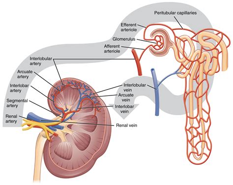 Kidneys Diagram