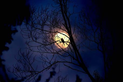 Silhouette of Tree during Night Time · Free Stock Photo