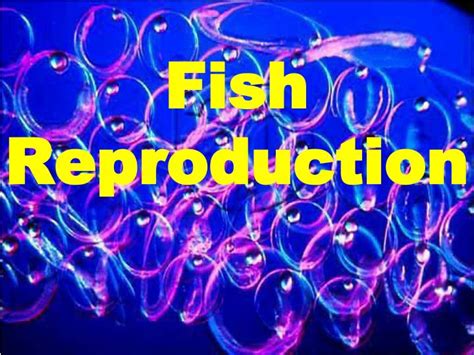 PPT - Fish Reproduction PowerPoint Presentation, free download - ID:4803231