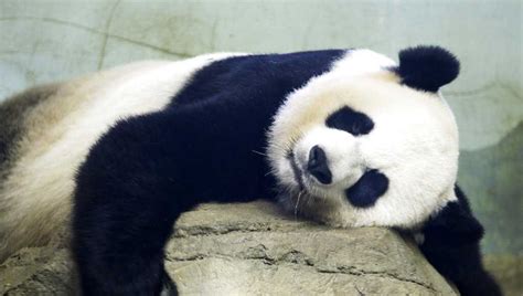 Baby panda born at Smithsonian's National Zoo; mom cradling cub