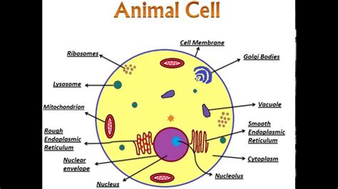 Animal Cells Label The Organelles