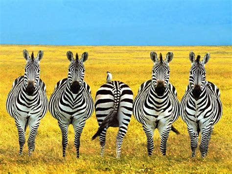 Zebra, Free Stock Photos | Pictures In Stitches