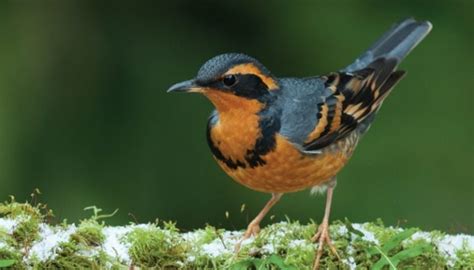 Orange Breasted Birds: A Complete Guide - Daily Birder