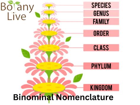 Binomial Nomenclature | History, Rules, and Examples