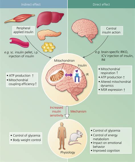 Untangling the effect of insulin action on brain mitochondria and ...