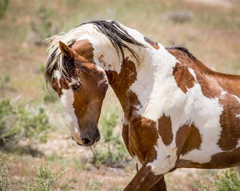 Meet Picasso: The Most Famous Wild Mustang In America | Wild horses ...