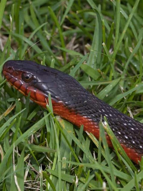 Red-Bellied Black Snake Bite - Animals Around The Globe