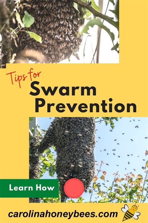 Learn tips and techniques to help with swarm prevention in honey bee ...