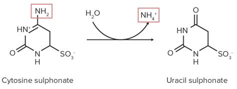 Catabolism of Amino Acids | Concise Medical Knowledge