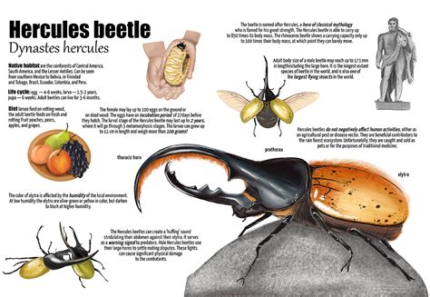 Beetle Wings Anatomy