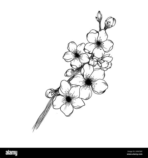 Blossoming branch of apricot detailed design sketch on white background ...