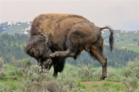 American Bison (American Buffalo) Facts, Habitat, Diet, Life Cycle ...