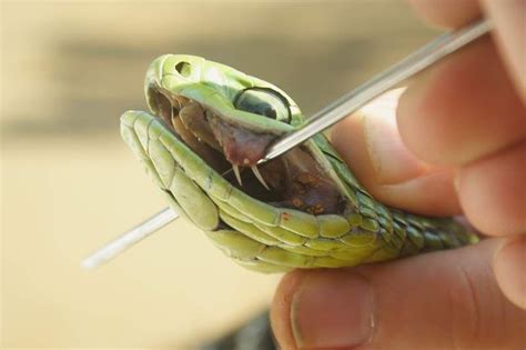 Boomslang Facts and Pictures | Reptile Fact