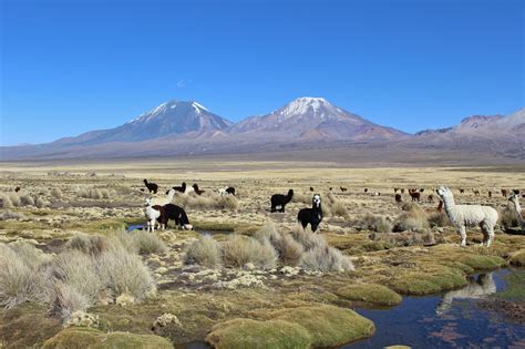 Sajama National Park, Bolivia