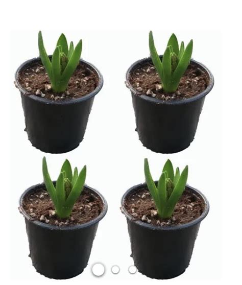 Hyacinths help-I bought a pot of hyacinths that already have the ...