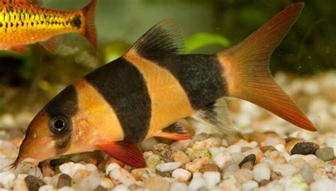 Which Loach Species Is Best for Your Aquarium?