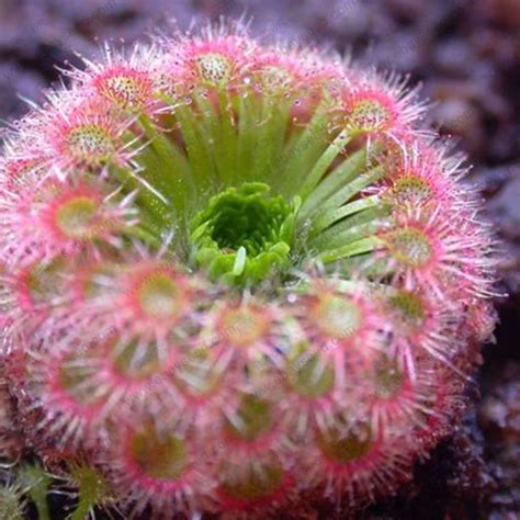 Sundew Clip Venus Flytrap Seeds Insectivorous Garden Plant Seeds Bonsai ...