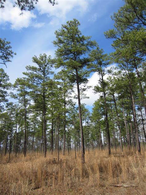 Loblolly Pine | Open Loblolly Pine (Pinus taeda) forest in O… | Flickr